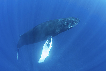 A magnificent humpback whale, Megaptera novaeangliae, swims in the clear, blue waters of the Caribbean Sea.