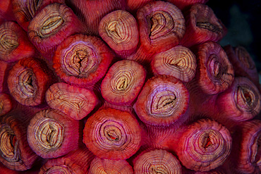 Detail of coral polyps, Tubastrea sp., growing on a healthy reef in Raja Ampat, Indonesia.