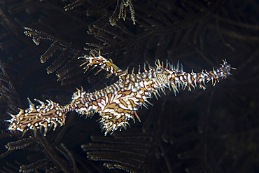 An ornate ghost pipefish, Solenostomus paradoxus, hovers near a hydroid on a reef in Raja Ampat, Indonesia.