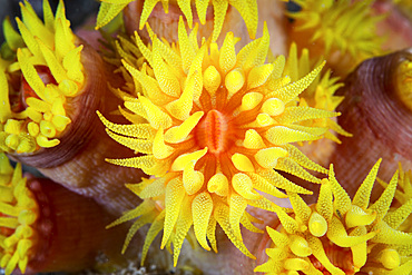 A bright cup coral, Tubastrea sp., grows on a remote reef in Raja Ampat, Indonesia.