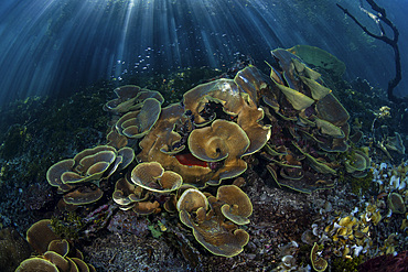 Bright beams of sunlight descend into the shadows of a blue water mangrove forest in Raja Ampat, Indonesia.