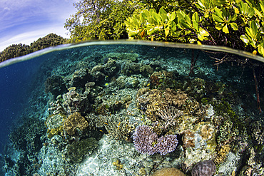 Healthy corals grow on the edge of a mangrove forest in a remote part of Raja Ampat, Indonesia.