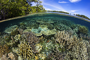 Healthy corals thrive along the edge of a mangrove forest in a remote part of Raja Ampat, Indonesia.