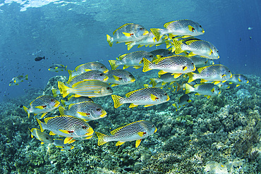 A school of lined sweetlips, Plectorhinchus lineatus, swim above a healthy coral reef in Raja Ampat, Indonesia.