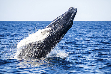 A young humpback whale, Megaptera novaeangliae, breaches out of the blue waters of the Caribbean Sea.