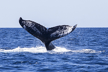 A humpback whale, Megaptera novaeangliae, raises its powerful fluke out of the blue waters of the Caribbean Sea and slams it down on the surface to communicate.