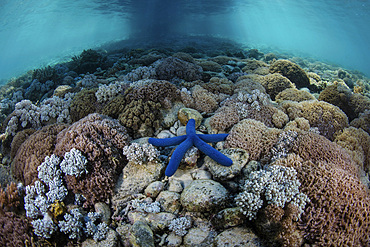 A blue starfish on a beautiful coral reef in the shallows of Komodo National Park, Indonesia. This tropical area in the Lesser Sunda Islands is known for both its amazing marine biodiversity as well its infamous dragons.