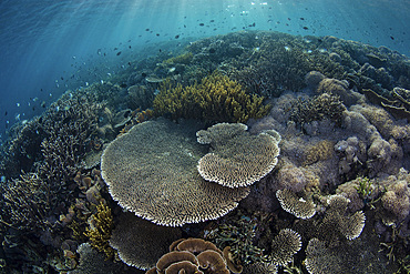 A beautiful coral reef thrives in Komodo National Park, Indonesia. This tropical area in the Lesser Sunda Islands is known for both its amazing marine biodiversity as well its infamous dragons.