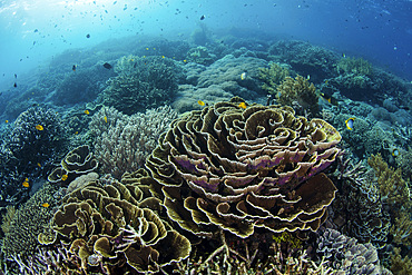 A beautiful coral reef thrives in Komodo National Park, Indonesia. This tropical area in the Lesser Sunda Islands is known for both its amazing marine biodiversity as well its infamous dragons.