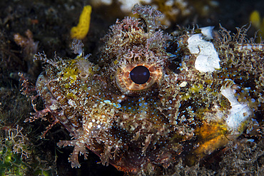 An unidentified scorpionfish waits to ambush prey on a black sand slope in Komodo National Park, Indonesia. This tropical area in the Lesser Sunda Islands is known for both its amazing marine biodiversity as well its infamous dragons.