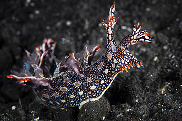 A beautiful nudibranch, Bornella anguilla, crawls over black sand in Komodo National Park, Indonesia. This rare nudibranch can swim over short distances quite well.