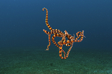 A Wonderpus, Wunderpus photogenicus, hunts for prey on the sandy seafloor in Lembeh Strait, Indonesia.