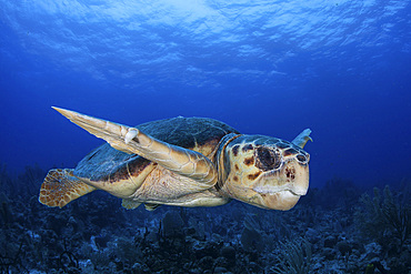 A loggerhead sea turtle, Caretta caretta, swims over a deep coral reef on Turneffe Atoll, Belize.