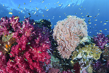 Healthy corals grow on a vibrant reef in Raja Ampat, Indonesia.