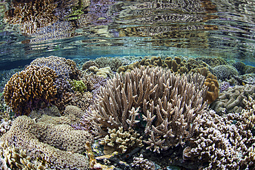 An amazingly beautiful coral reef thrives among the scenic islands of Raja Ampat, Indonesia.