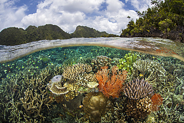 A healthy and colorful coral reef thrives among the scenic islands of Raja Ampat, Indonesia.