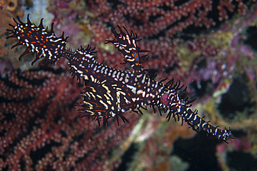 A well-camouflaged ornate ghost pipefish, Solenostomus paradoxus, hovers over a reef in Komodo National Park, Indonesia.