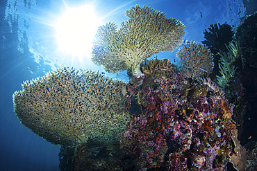 Sunlight shines on beautiful corals thriving among the scenic islands of Raja Ampat, Indonesia.