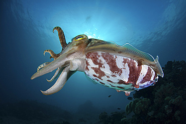 A broadclub cuttlefish, Sepia latimanus, hovers above a reef in Sulawesi, Indonesia.