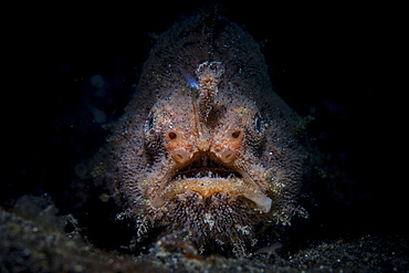 A hairy frogfish, Antennarius striatus, lies on the dark, sandy seafloor in Lembeh Strait, Indonesia.