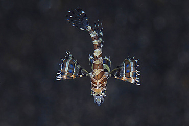 A unidentified juvenile lionfish hovers above the seafloor in Lembeh Strait, Indonesia.