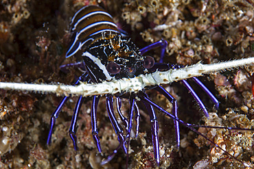 A juvenile painted spiny lobster, Panulirus versicolor, crawls out of a reef crevice amid the islands of Raja Ampat, Indonesia.