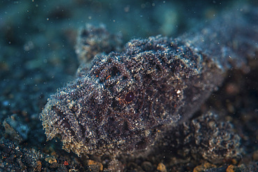 A velvetfish, Paraploactis sp., waits for prey to swim by in Lembeh Strait, Indonesia.