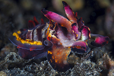 A colorful flamboyant cuttlefish, Metasepia pfefferi, crawls across the sandy seafloor in Lembeh Strait, Indonesia.