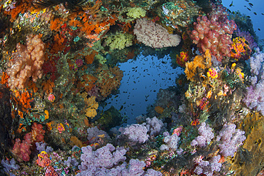 Vibrant soft corals, Dendronephthya sp., thrive among the islands of Raja Ampat, Indonesia.