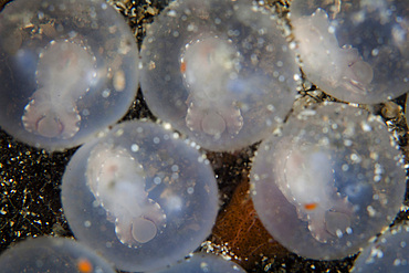 Flamboyant cuttlefish embryos, Metasepia pfefferi, wait to hatch from their eggs on the sandy seafloor in Lembeh Strait, Indonesia.