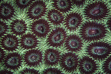 Beautiful coral polyps grow close together in a vibrant colony amid the tropical islands of Raja Ampat, Indonesia.