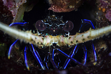 A juvenile painted spiny lobster, Panulirus versicolor, inhabits a crevice on a reef amid the tropical islands of Raja Ampat, Indonesia.