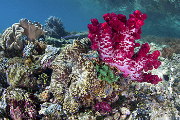 A colorful soft coral adorns a giant clam, Tridacna sp., growing on a healthy reef in Raja Ampat, Indonesia.