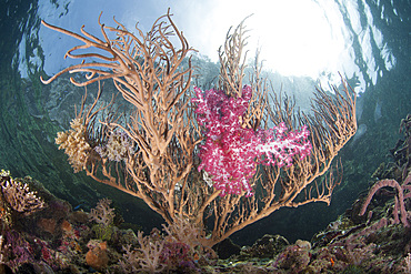 A soft coral and large gorgonian thrive on a beautiful coral reef in Raja Ampat, Indonesia.