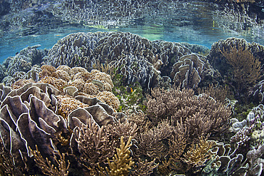 A beautiful coral reef thrives around an island in a remote part of Raja Ampat, Indonesia.