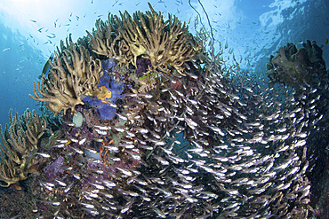 A beautiful coral reef thrives amid the tropical islands of Raja Ampat, Indonesia.