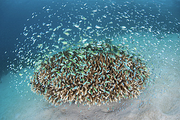 A school of blue-green damselfish, Chromis viridis, hovers amid the tropical islands of Raja Ampat, Indonesia.