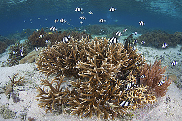 Humbug damselfish hover above protective corals in Raja Ampat, Indonesia.