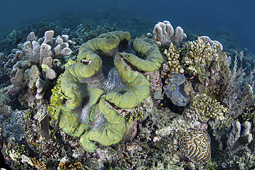 A huge giant clam, Tridacna gigas, grows on a shallow coral reef amid the tropical islands of Raja Ampat, Indonesia.