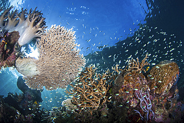 Beautiful corals and reef fish thrive amid the tropical islands of Raja Ampat, Indonesia.