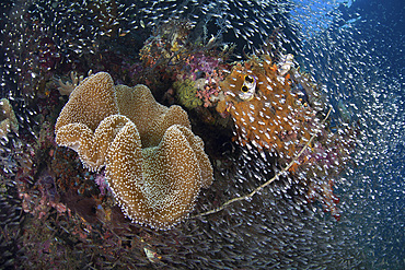 Beautiful mushroom coral and reef fish thrive amid the tropical islands of Raja Ampat, Indonesia.