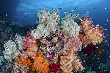 A colorful coral reef grows amid the tropical islands of Raja Ampat, Indonesia.