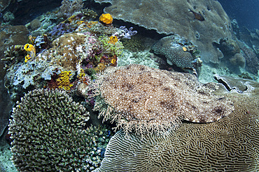 A well-camouflaged tasselled wobbegong, Eucrossorhinus dasypogon, lies on the seafloor in Raja Ampat, Indonesia.