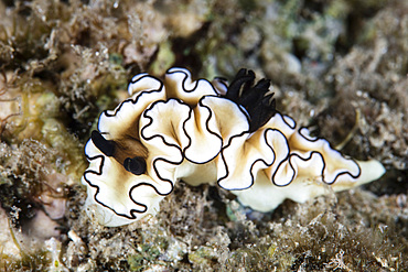 A beautiful nudibranch, Doriprismatica atromarginata, feeds on a reef in Indonesia's Banda Sea.