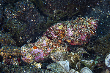 A well-camouflaged flasher scorpionfish, Scorpaenopsis macrochir, lies on a black sand slope just outside of Komodo National Park, Indonesia.