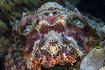 Detail of a scorpionfish's face in Indonesia's Banda Sea.