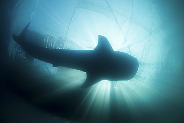 A huge whale shark, Rhincodon typus, swims in sunlit Indonesian waters. This massive yet harmless shark feeds on planktonic organisms and can sometimes be found swimming near fishing platforms due to the scent of fish.