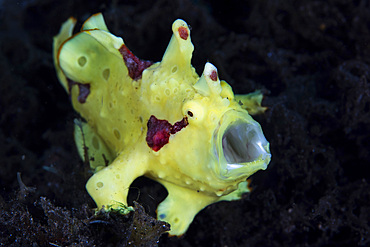 A colorful warty frogfish, Antennarius maculatus, yawns as it waits for prey to swim close by in Komodo National Park, Indonesia.