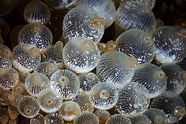 Detail of a bulbed anemone, Entacmaea quadricolor, on a coral reef in Komodo National Park, Indonesia.