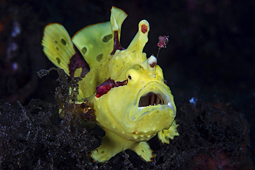 A colorful warty frogfish, Antennarius maculatus, yawns as it waits for prey to swim close by in Komodo National Park, Indonesia.